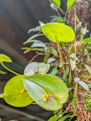 Pleurothallis rhodoglossa