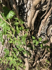 Campsis