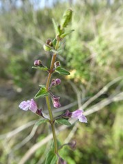 Scutellaria humilis