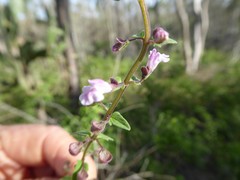 Scutellaria humilis