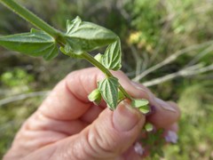 Scutellaria humilis