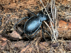 Carabus taedatus