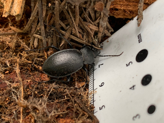 Carabus taedatus