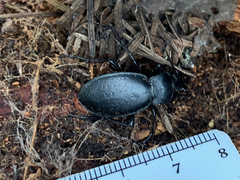 Carabus taedatus