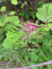Colomerus holodisci