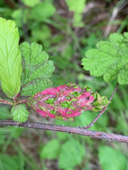 Colomerus holodisci