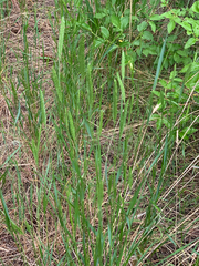 Agropyron fragile