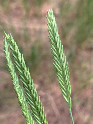 Siberian wheatgrass (Agropyron fragile)