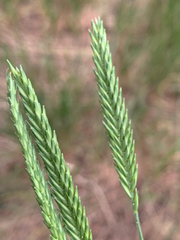 Agropyron fragile