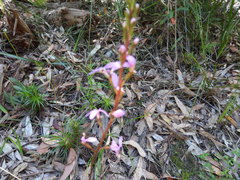Stylidium productum