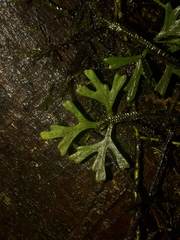 Elaphoglossum tripartitum