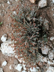 Helichrysum cylindriflorum