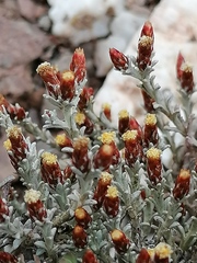 Helichrysum cylindriflorum