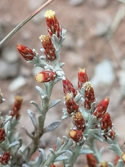 Helichrysum cylindriflorum