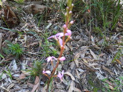 Stylidium productum