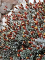 Helichrysum cylindriflorum