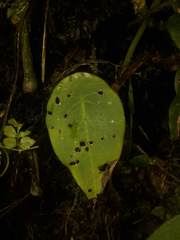 Peperomia choroniana