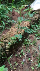 Phyllanthus niruri