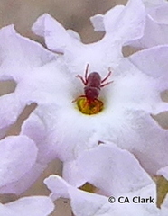 Balaustium