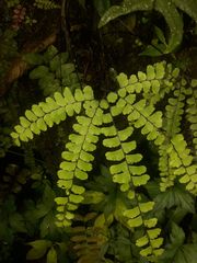 Adiantum patens