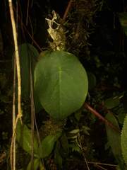 Peperomia choroniana