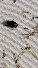 Colaspis brownsvillensis