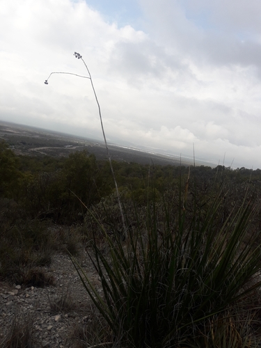 Image of Hesperaloe funifera by (c) José Gerardo Velasco, some rights reserved (CC BY-SA)