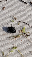 Colaspis brownsvillensis