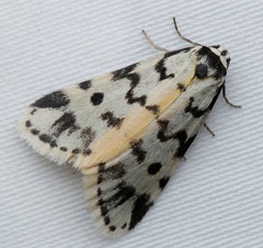 Thallarcha jocularis