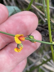 Sphaerolobium vimineum