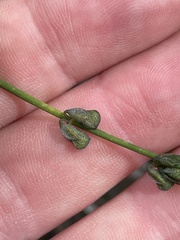 Sphaerolobium vimineum