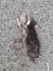 Didelphis virginiana