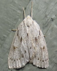 Philedia punctomacularia
