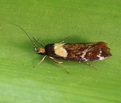 Epithymema helias