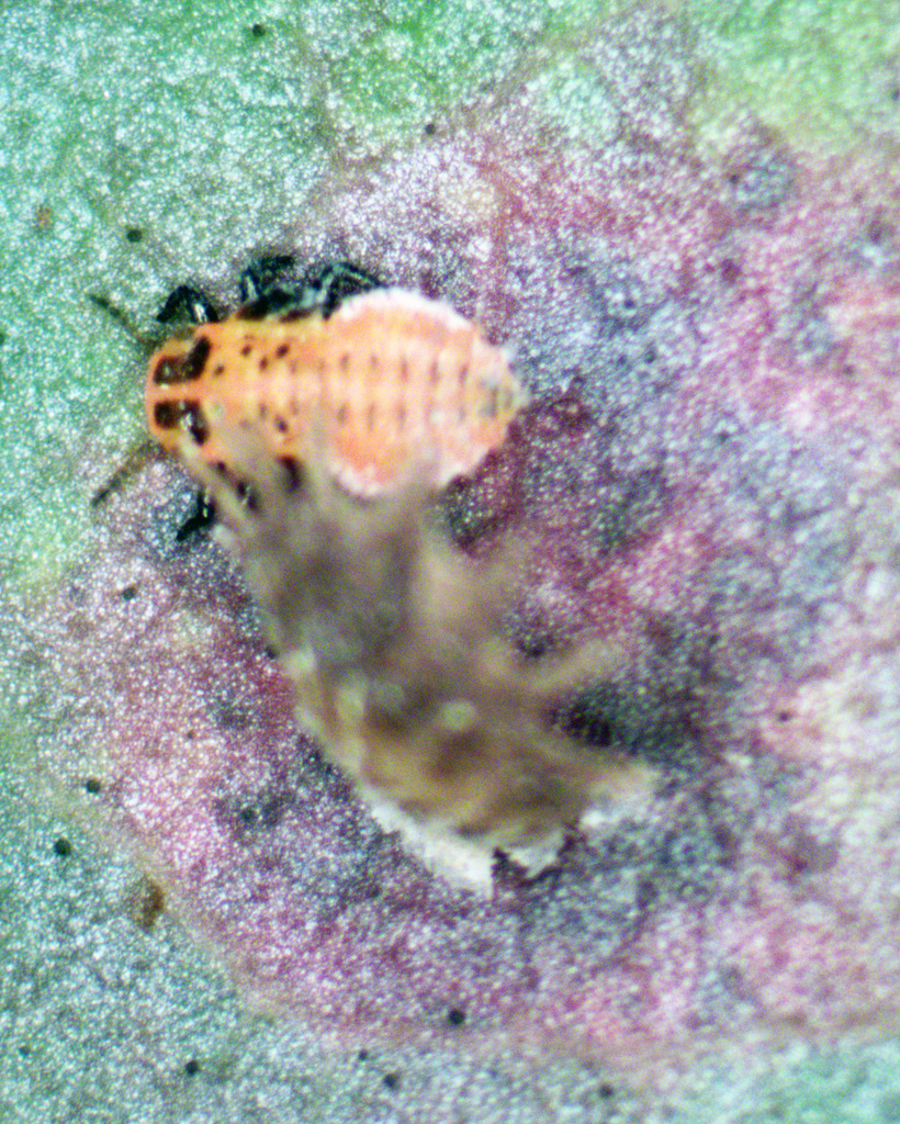 Cardiaspina pinnaeformis
