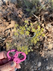 Foeniculum vulgare