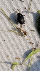 Colaspis brownsvillensis