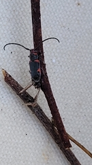 Tetraopes discoideus