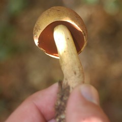Boletus vermiculosus