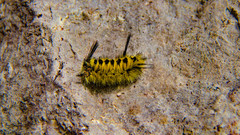 Lophocampa bicolor