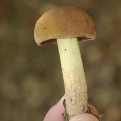 Boletus vermiculosus