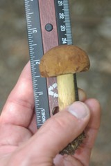 Boletus vermiculosus