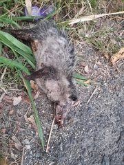 Didelphis virginiana