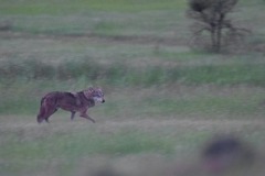 Canis lupus pallipes
