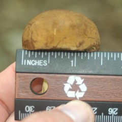 Boletus vermiculosus
