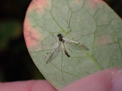 Dicranota maculata