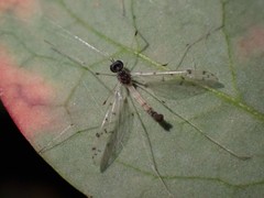 Dicranota maculata