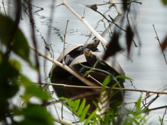 Podocnemis lewyana