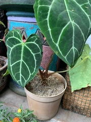 Anthurium crystallinum