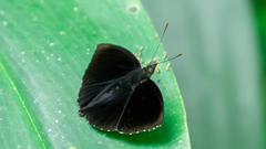 Rohana tonkiniana